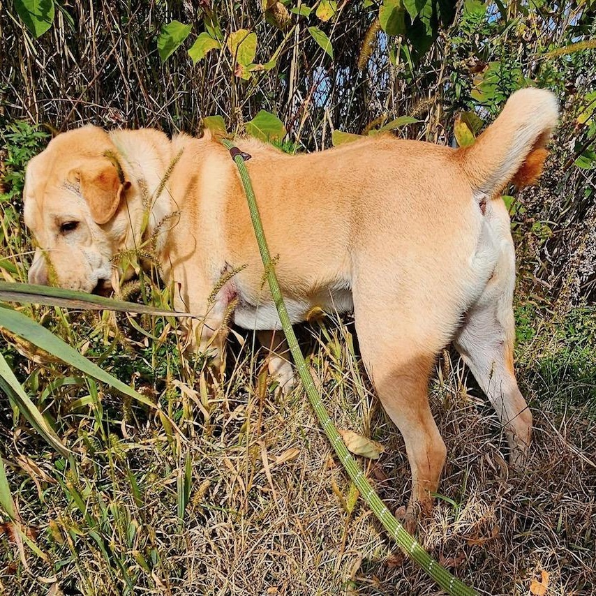 Jane, a Adoptable mixed breed in West Milford, NJ image 3/6
