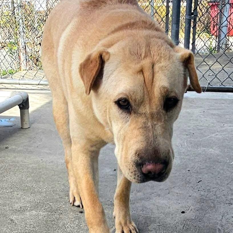 Jane, a Adoptable mixed breed in West Milford, NJ image 4/6