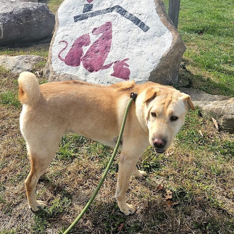 Jane, a Adoptable mixed breed in West Milford, NJ image 5/6