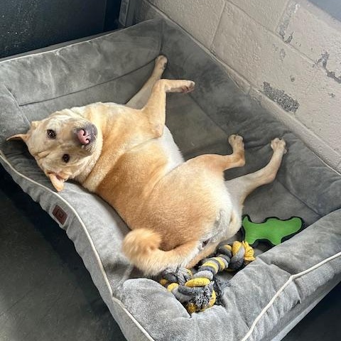 Enlarge Jane, a Adoptable mixed breed in West Milford, NJ image 1/6