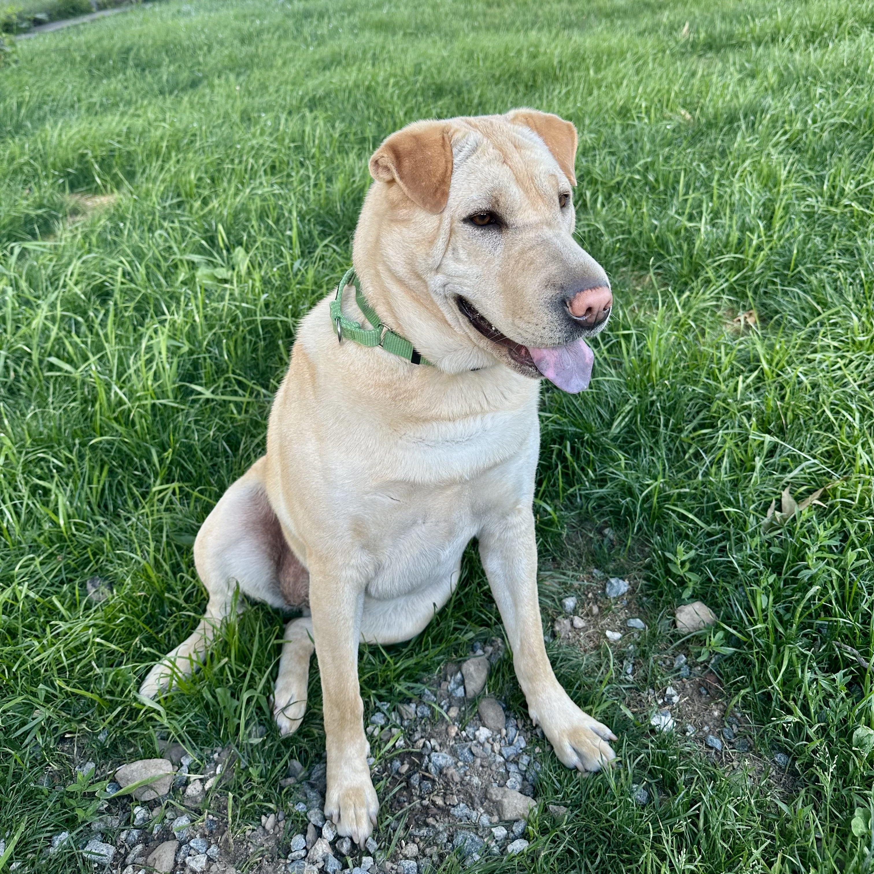 Jane, Adoptable, Young Female Shar-Pei & Rhodesian Ridgeback.