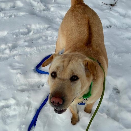 Enlarge Jane, a Adoptable mixed breed in West Milford, NJ image 5/6