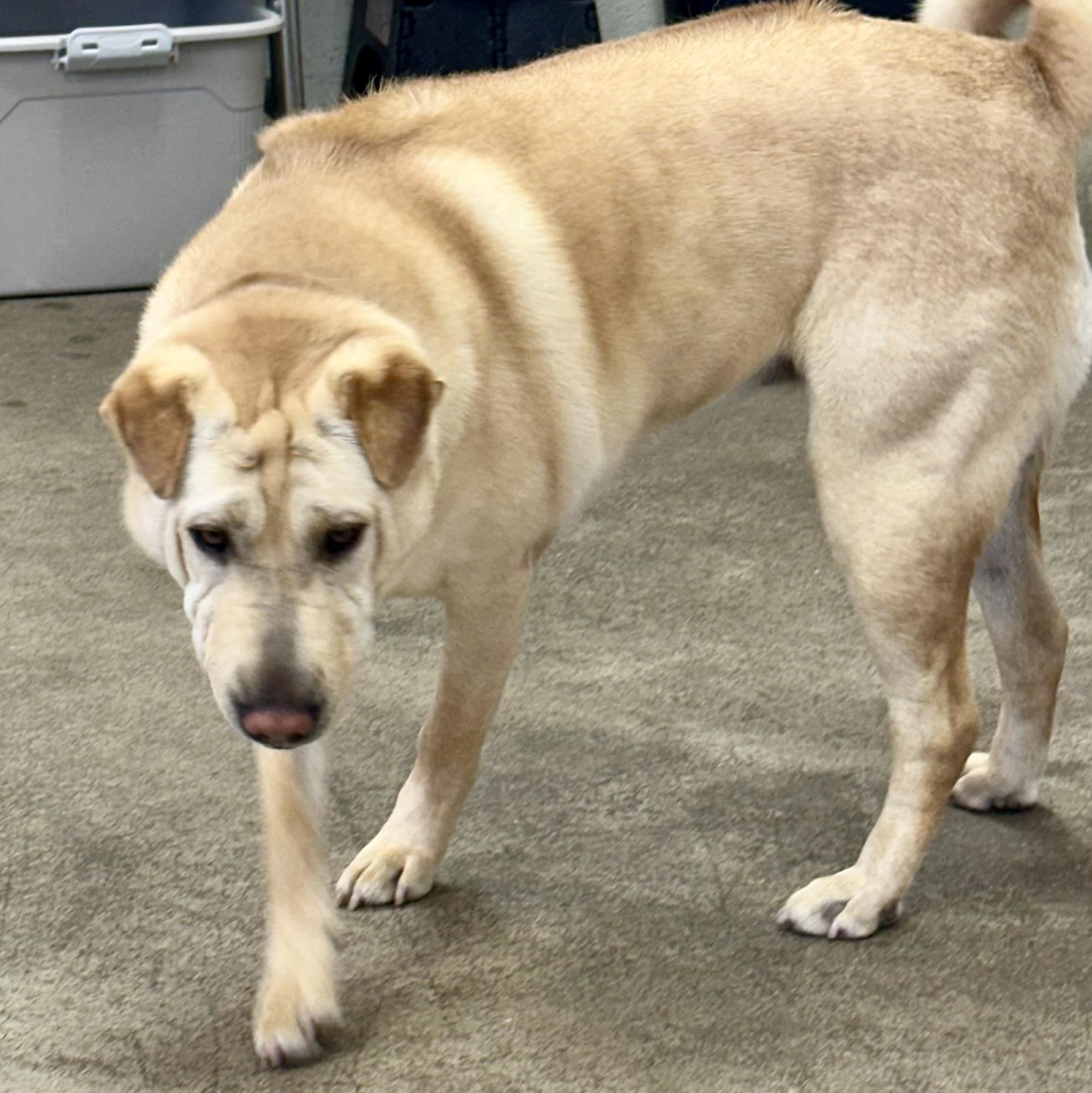 Jane, a Adoptable mixed breed in West Milford, NJ image 6/6