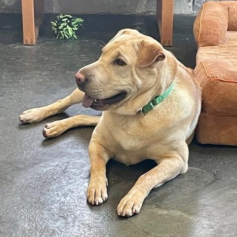 Enlarge Jane, a Adoptable mixed breed in West Milford, NJ image 6/6