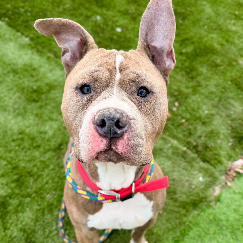 Enlarge Buddy, a Adoptable Mixed Breed in Davenport, IA image 1/6