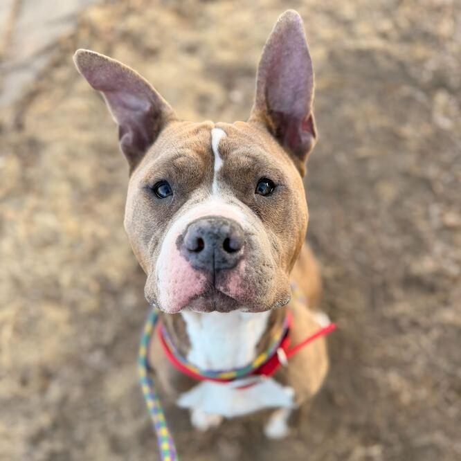Enlarge Buddy, a Adoptable Mixed Breed in Davenport, IA image 2/6