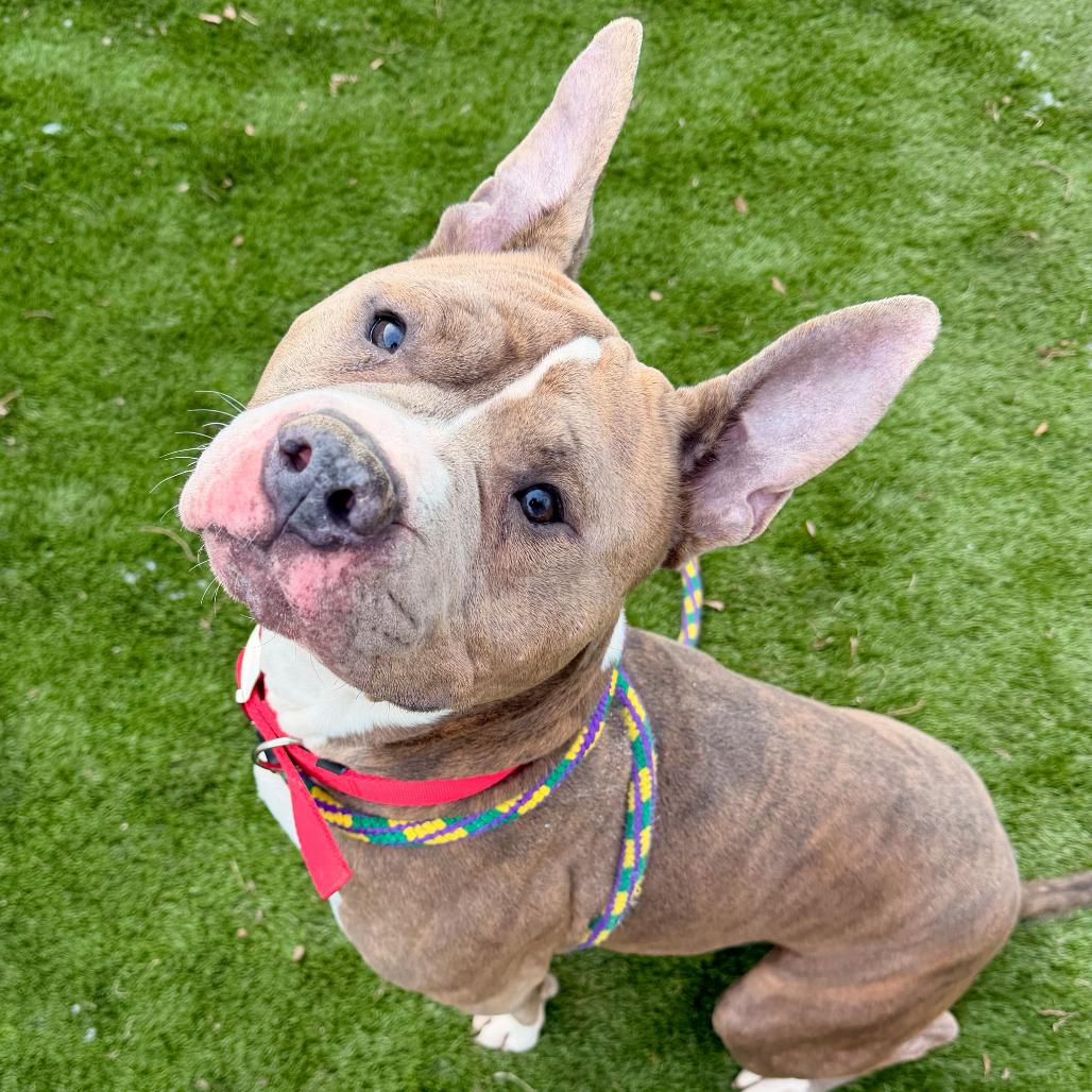 Enlarge Buddy, a Adoptable Mixed Breed in Davenport, IA image 3/6