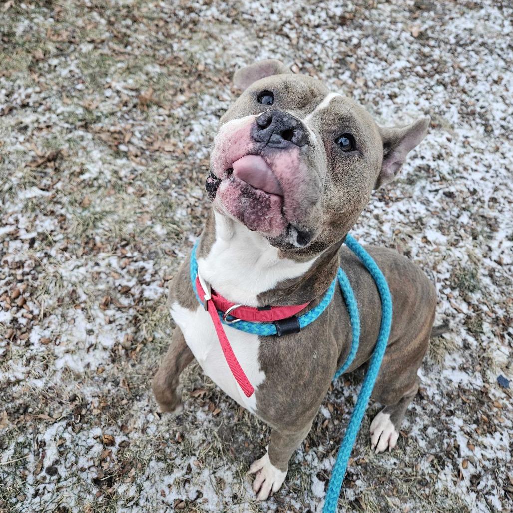 Enlarge Buddy, a Adoptable Mixed Breed in Davenport, IA image 4/6