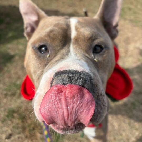 Enlarge Buddy, a Adoptable Mixed Breed in Davenport, IA image 5/6