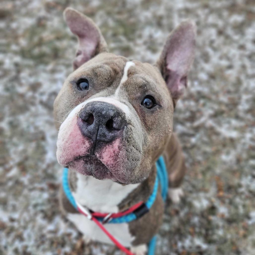 Enlarge Buddy, a Adoptable Mixed Breed in Davenport, IA image 6/6