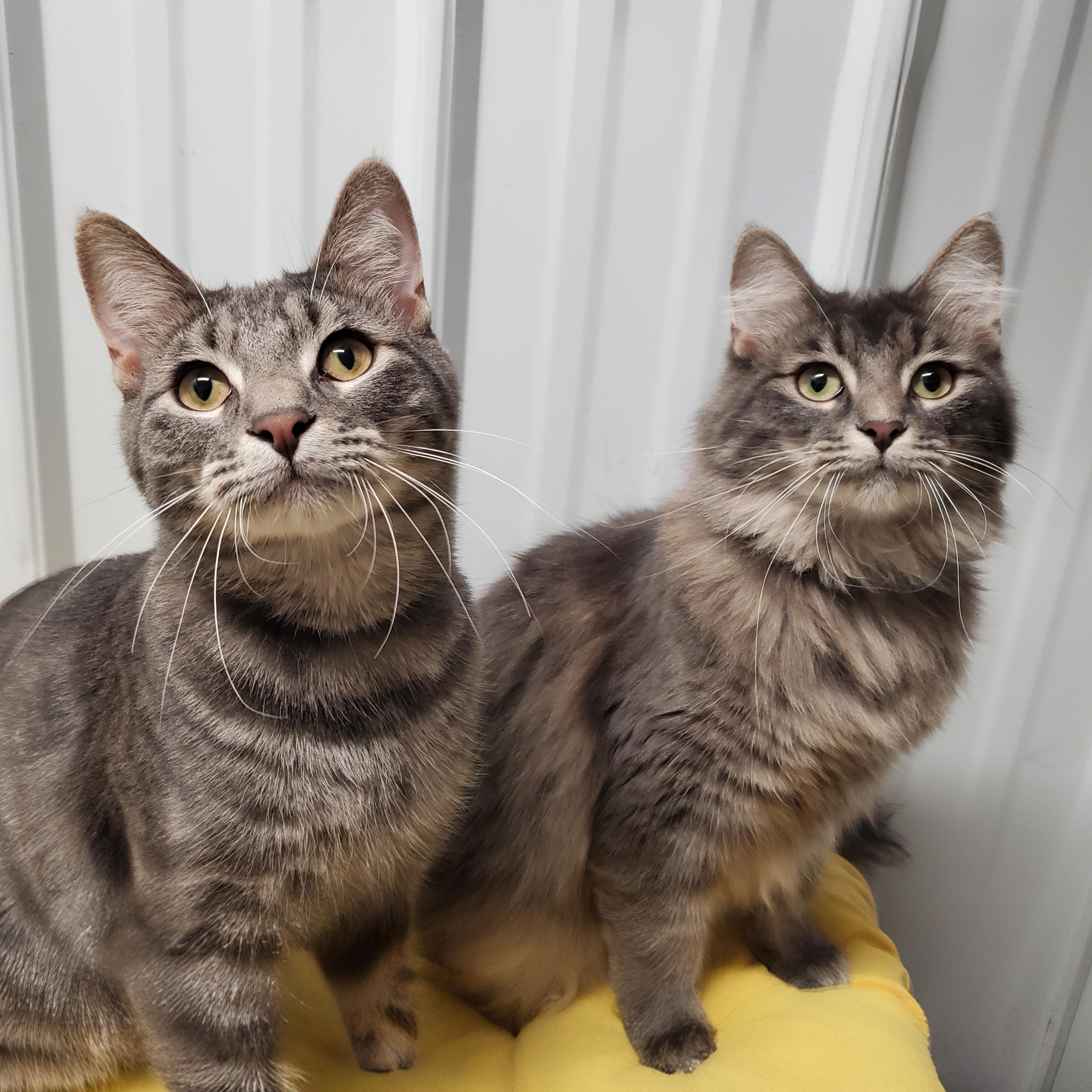 Buzz & Honeysuckle, ADOPTABLE, Young Male Domestic Medium Hair.