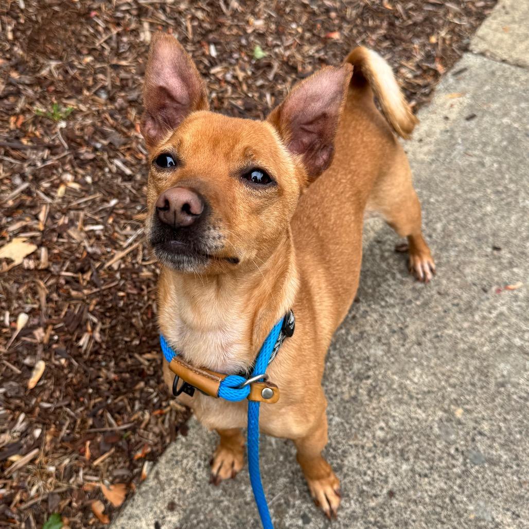 Racer, Adoptable, Adult Male Chihuahua & Mixed Breed.