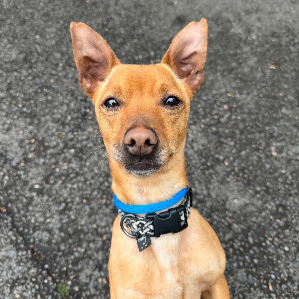 Racer, a Adoptable mixed breed in Newberg, OR image 2/6