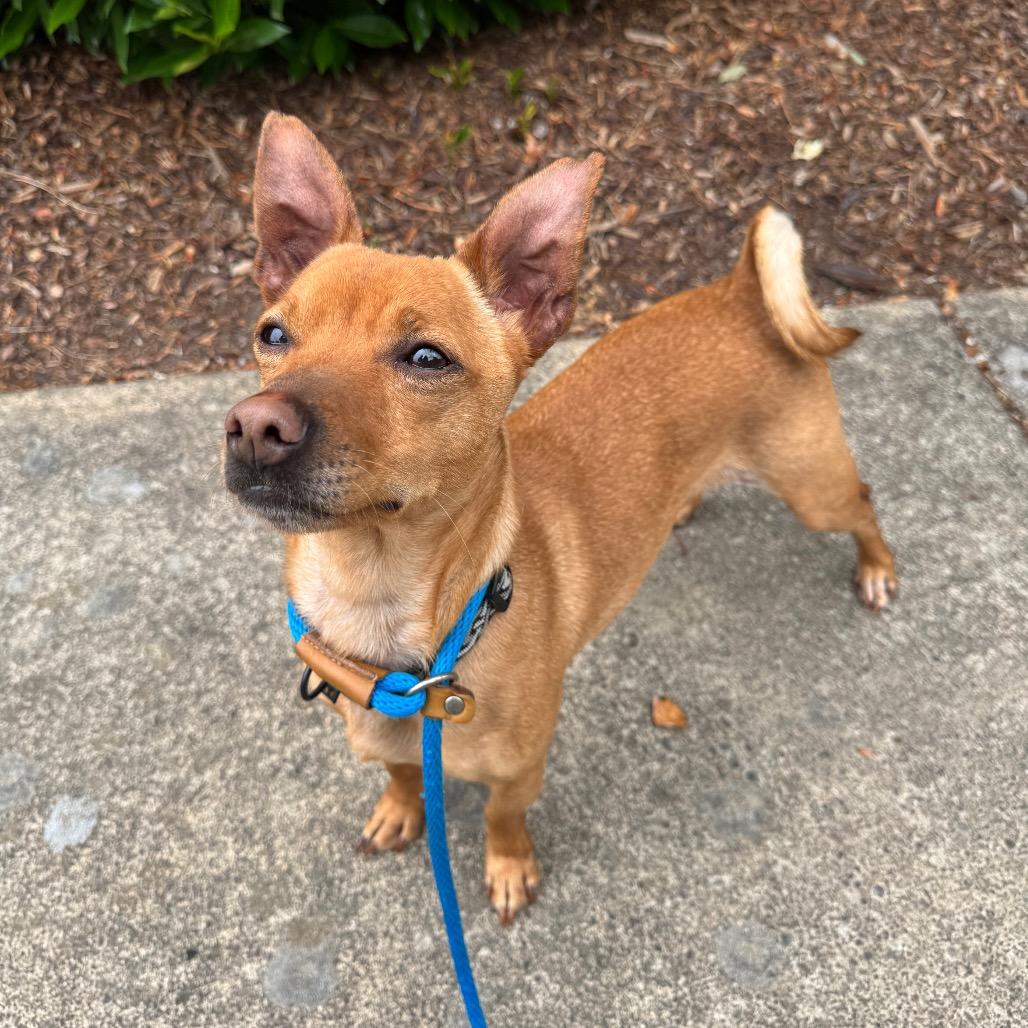 Racer, a Adoptable mixed breed in Newberg, OR image 3/6
