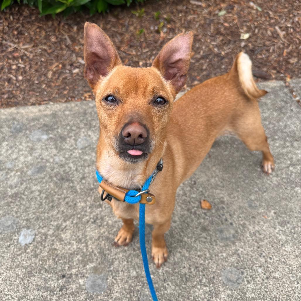 Racer, a Adoptable mixed breed in Newberg, OR image 4/6