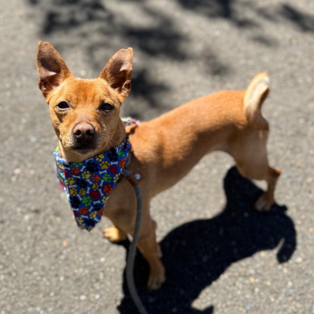 Racer, a Adoptable mixed breed in Newberg, OR image 5/6