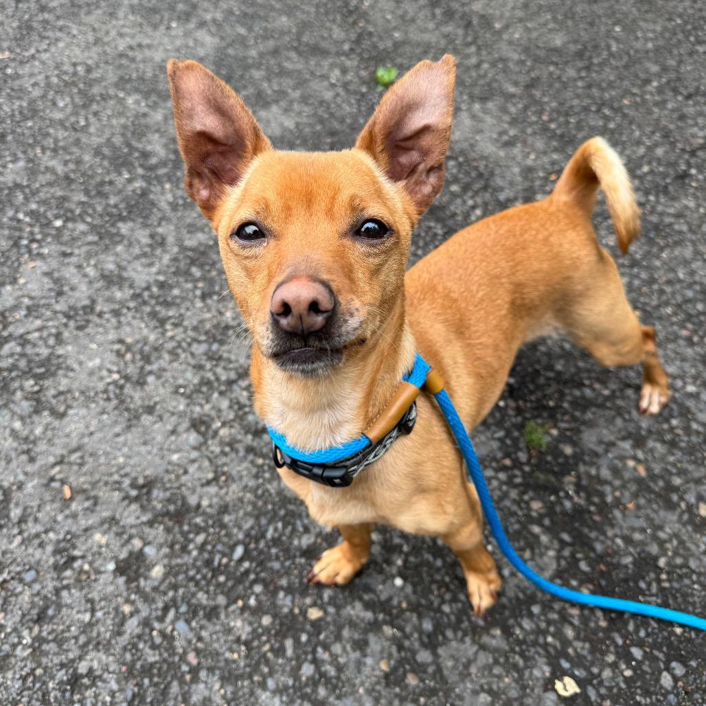 Racer, a Adoptable mixed breed in Newberg, OR image 5/6