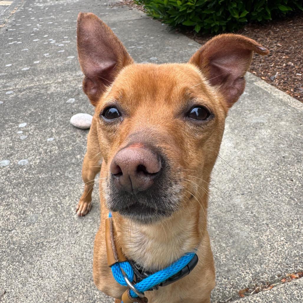 Racer, a Adoptable mixed breed in Newberg, OR image 6/6