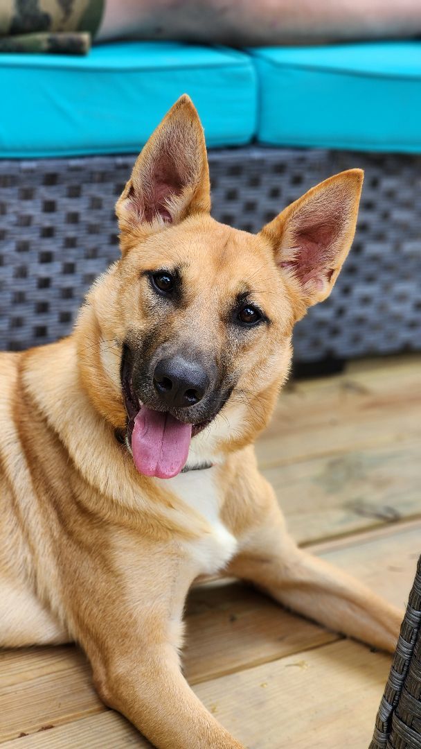 Cammie, an adoptable German Shepherd Dog in Belvidere, NJ, 07823 | Photo Image 1