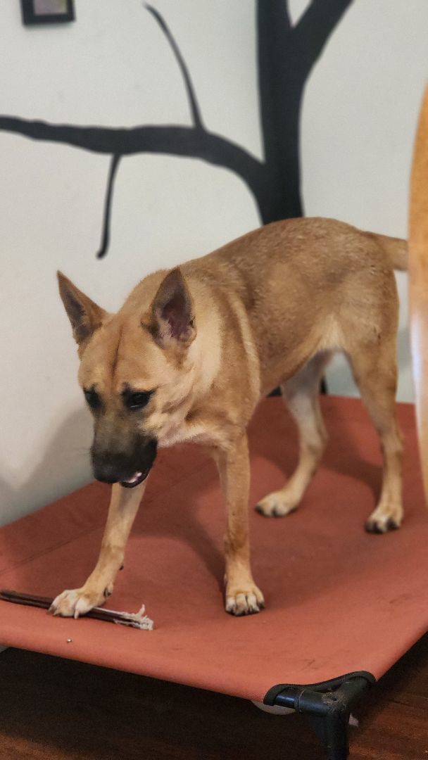 Cammie, an adoptable German Shepherd Dog in Belvidere, NJ, 07823 | Photo Image 3