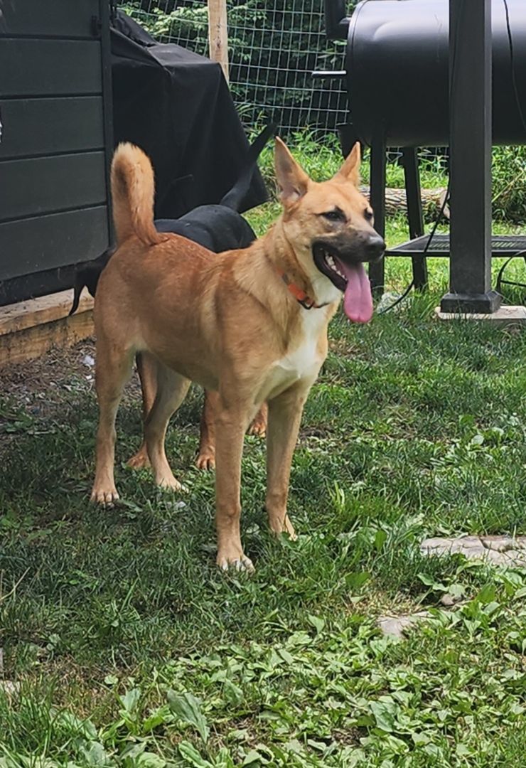 Cammie, an adoptable German Shepherd Dog in Belvidere, NJ, 07823 | Photo Image 2