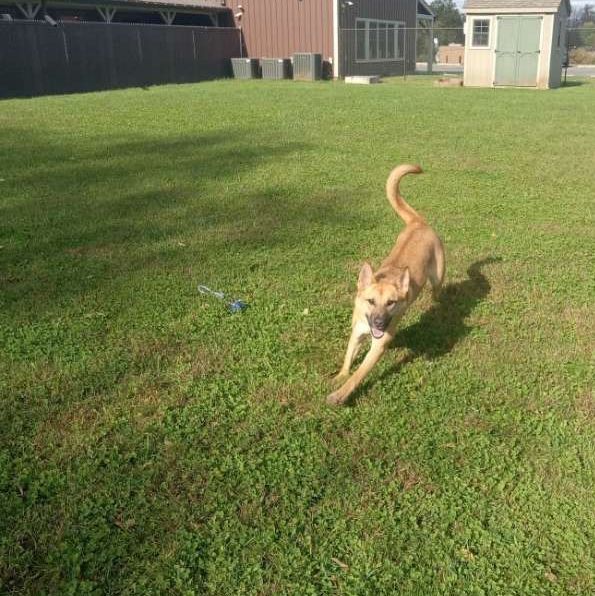 Cammie, an adoptable German Shepherd Dog in Belvidere, NJ, 07823 | Photo Image 5