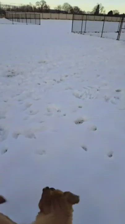 Cammie, an adoptable German Shepherd Dog in Belvidere, NJ_image-1