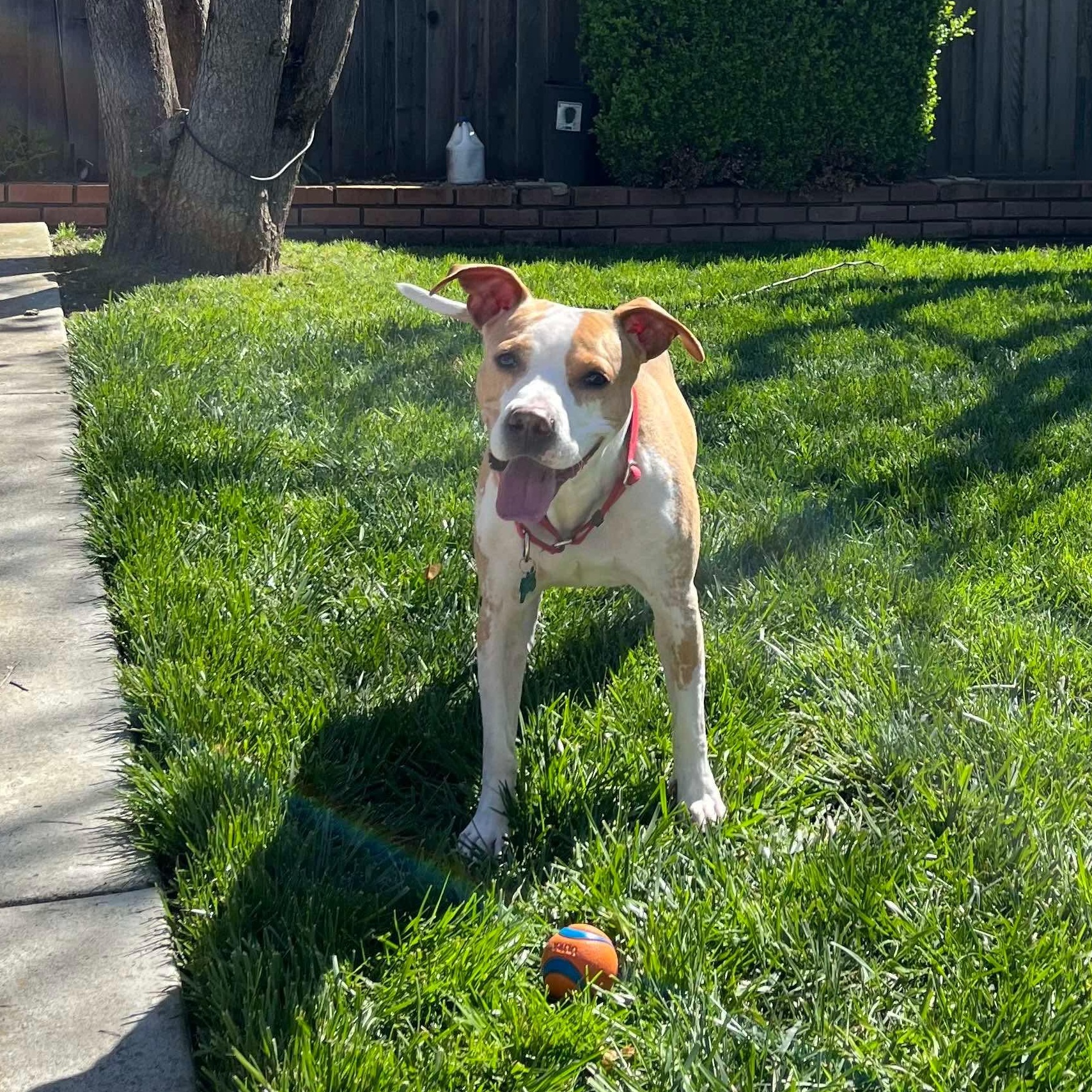 Enlarge KORA, a Adoptable mixed breed in Morgan Hill, CA image 1/6