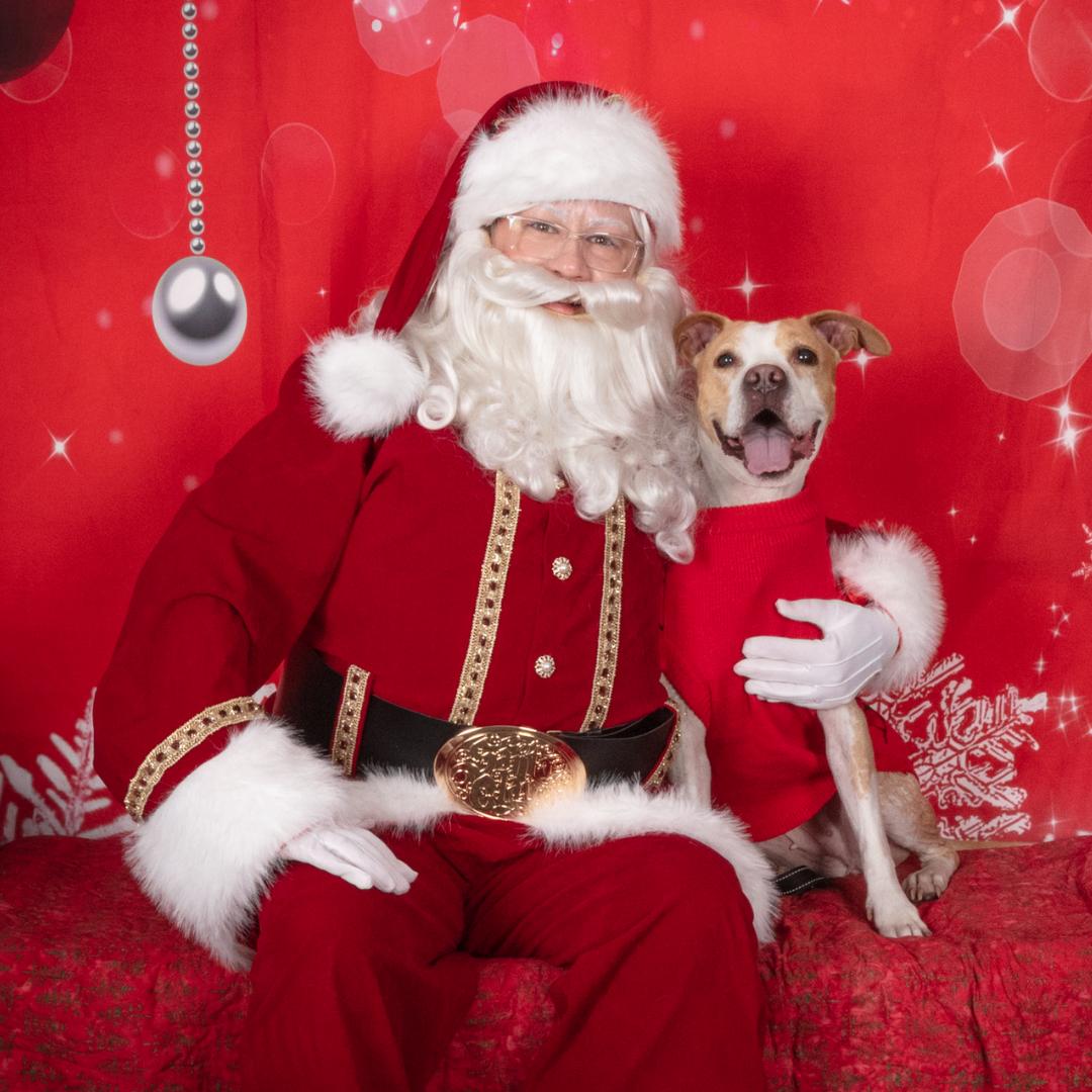 KORA, Adoptable, Adult Female American Staffordshire Terrier & Boxer.