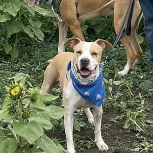 Enlarge KORA, a Adoptable mixed breed in Morgan Hill, CA image 2/6