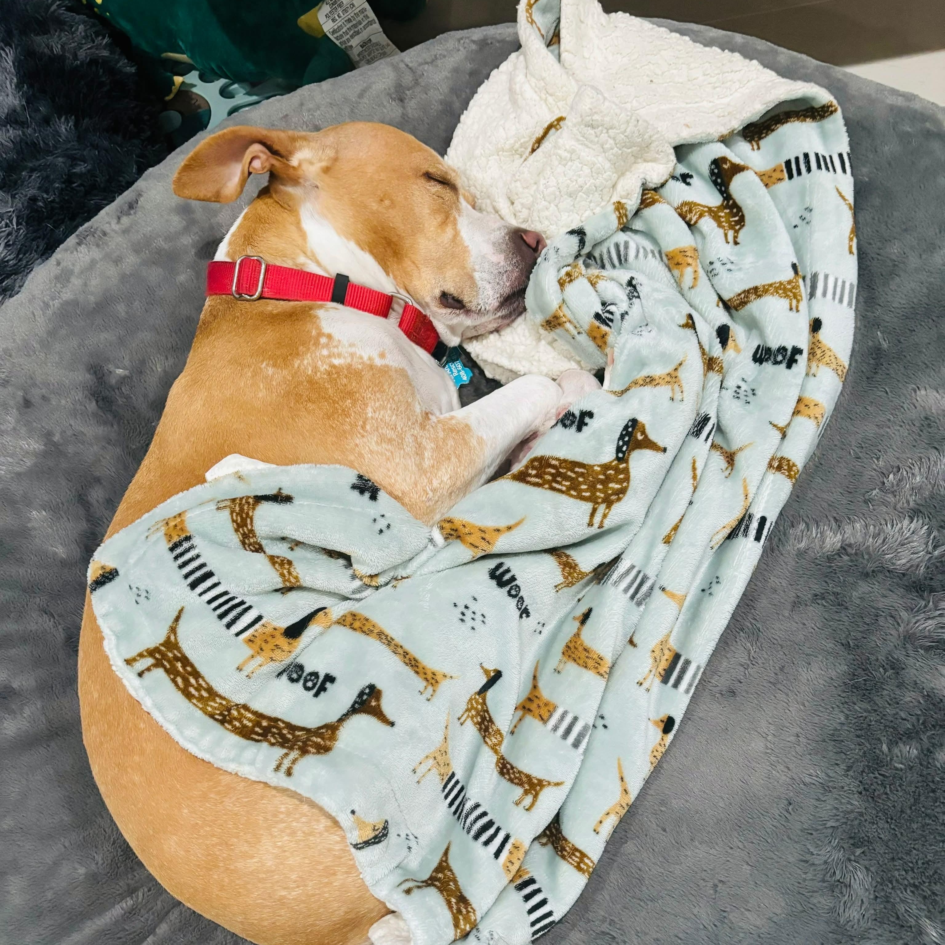 Enlarge KORA, a Adoptable mixed breed in Morgan Hill, CA image 6/6