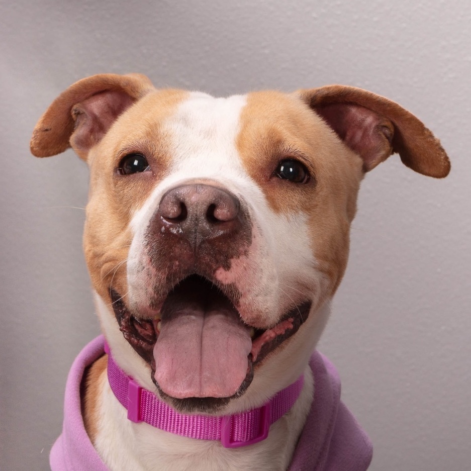 Enlarge KORA, a Adoptable mixed breed in Morgan Hill, CA image 3/6