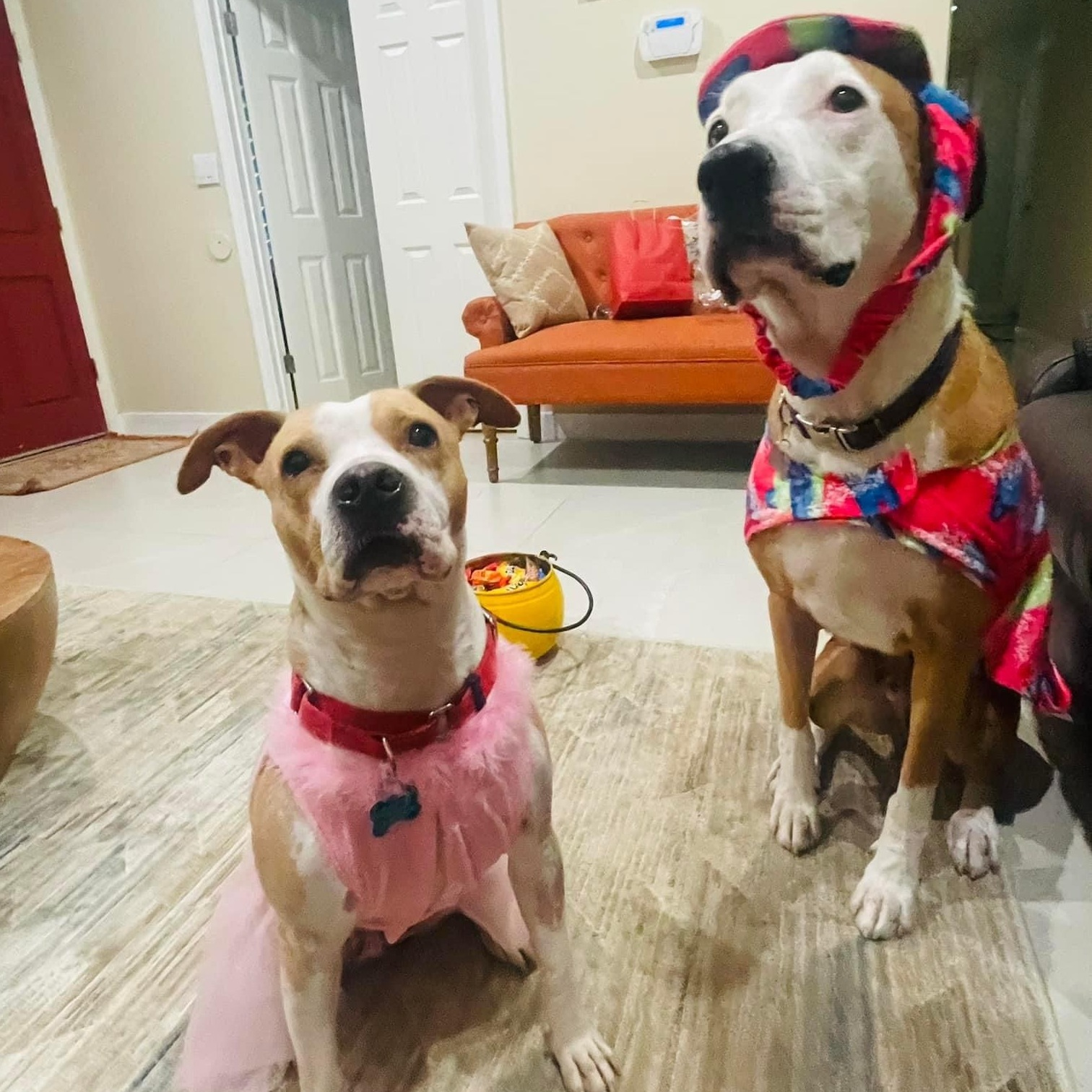 Enlarge KORA, a Adoptable mixed breed in Morgan Hill, CA image 4/6