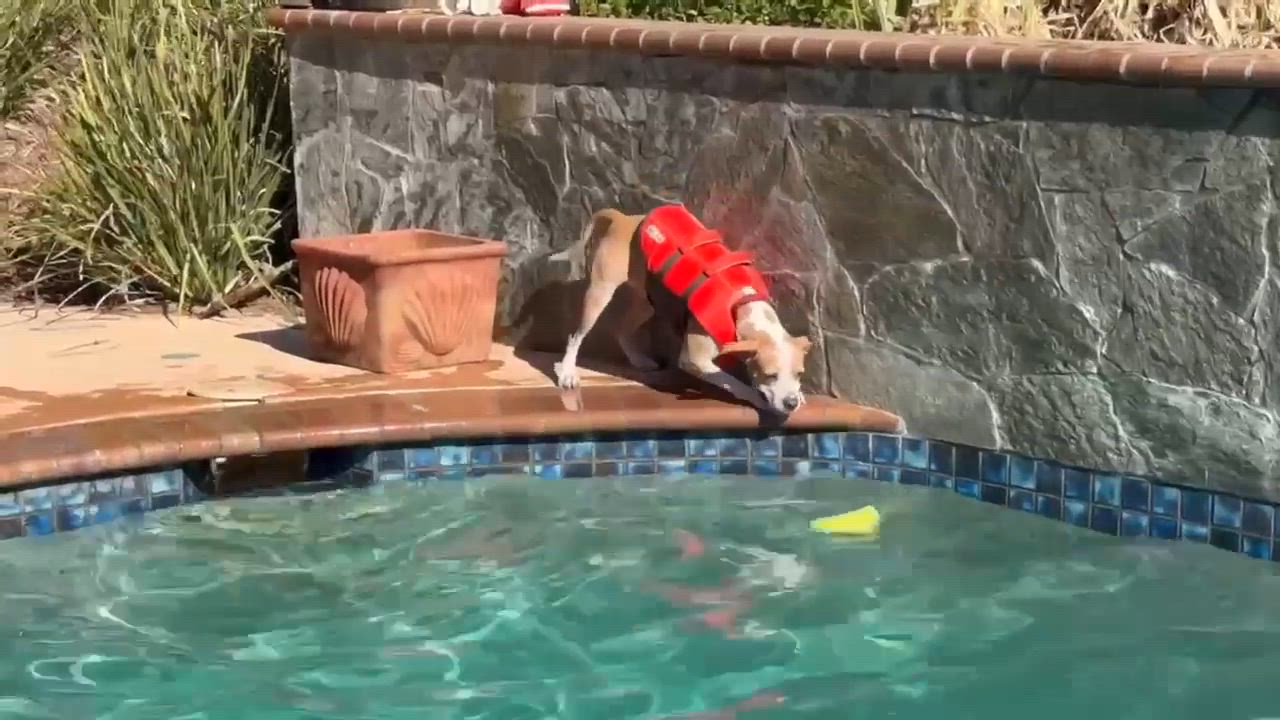 Enlarge KORA, a Adoptable mixed breed in Morgan Hill, CA video 5/6