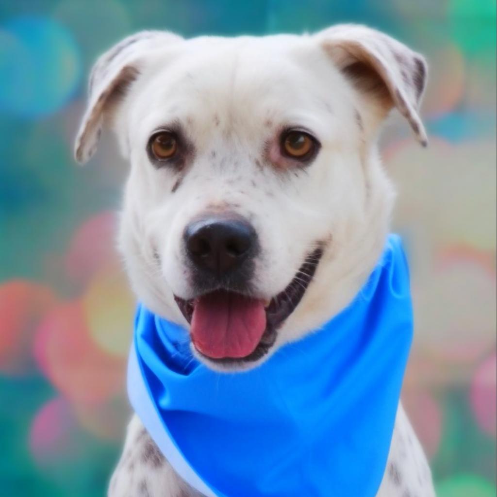Julian JuM, Adoptable, Adult Male Pointer & Labrador Retriever.