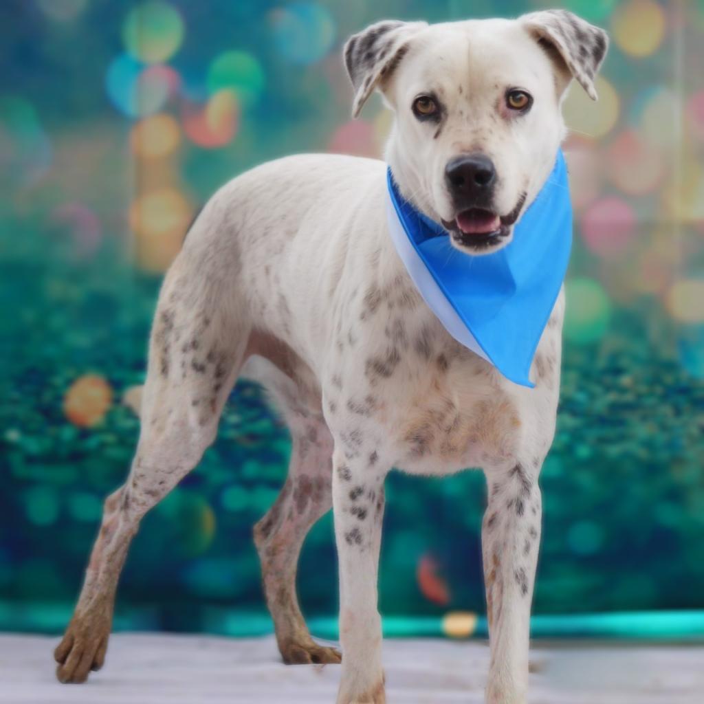Enlarge Julian JuM, a Adoptable mixed breed in Austin, TX image 3/6