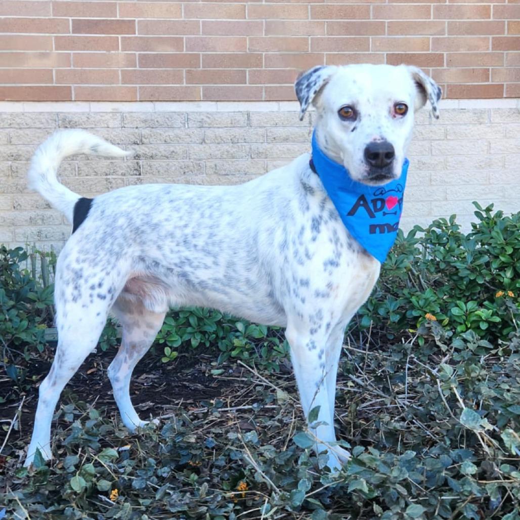 Enlarge Julian JuM, a Adoptable mixed breed in Austin, TX image 2/6
