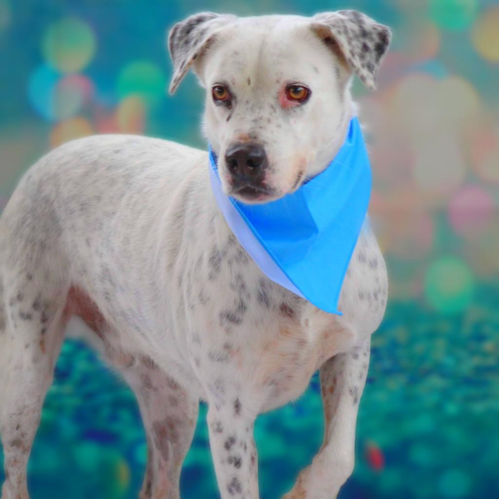 Enlarge Julian JuM, a Adoptable mixed breed in Austin, TX image 4/6