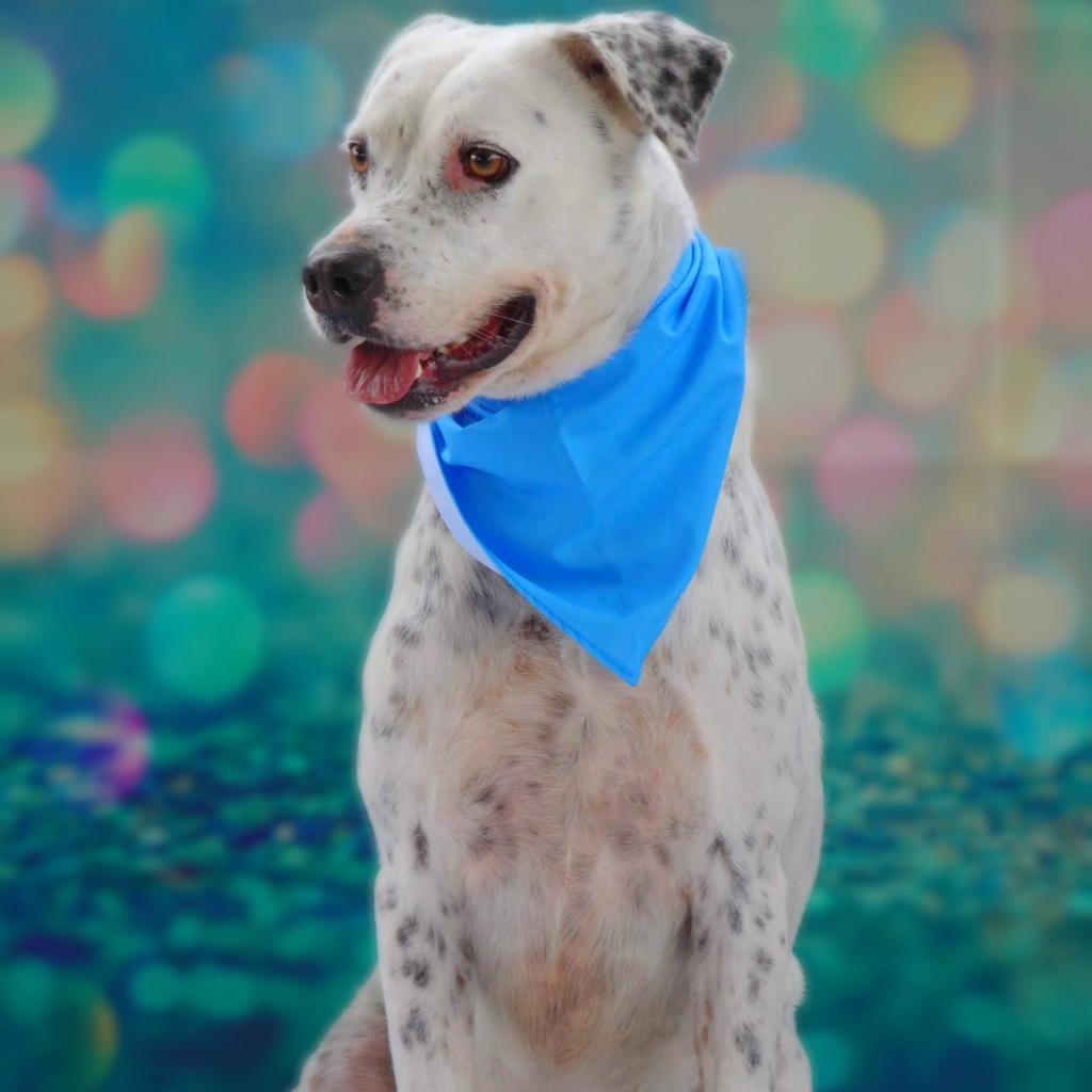 Enlarge Julian JuM, a Adoptable mixed breed in Austin, TX image 5/6