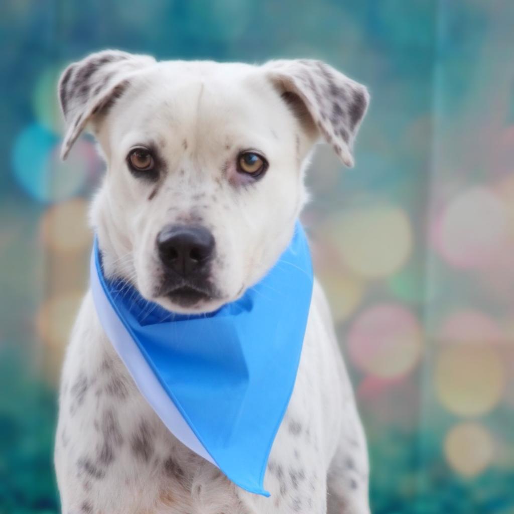 Enlarge Julian JuM, a Adoptable mixed breed in Austin, TX image 6/6