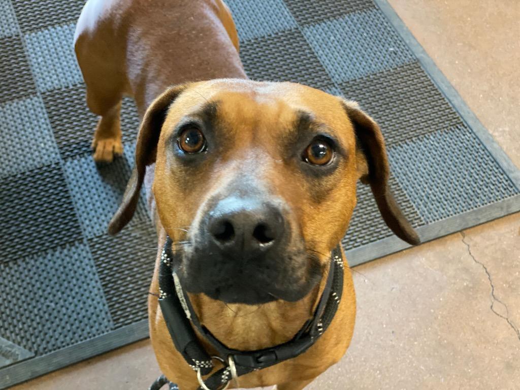 Robin, Adoptable, Young Female Hound & Mixed Breed.