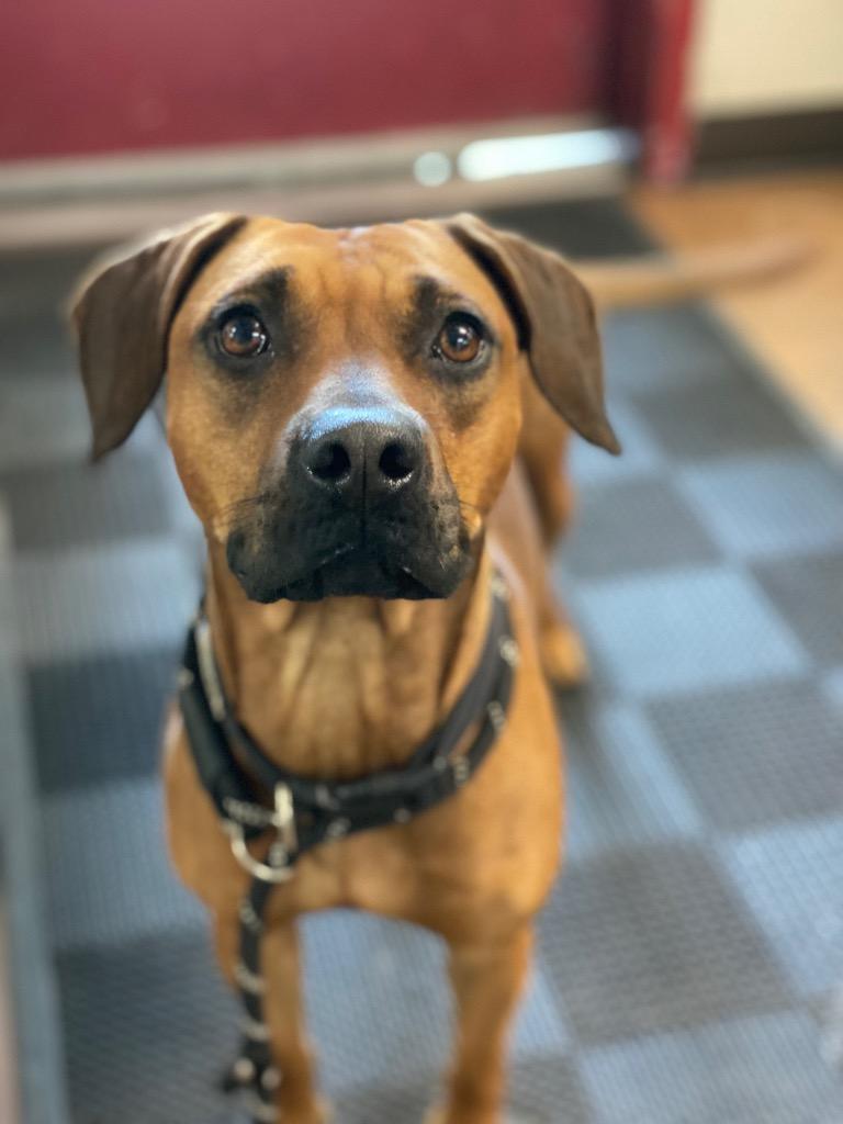 Enlarge Robin, a Adoptable mixed breed in Chico, CA image 2/3