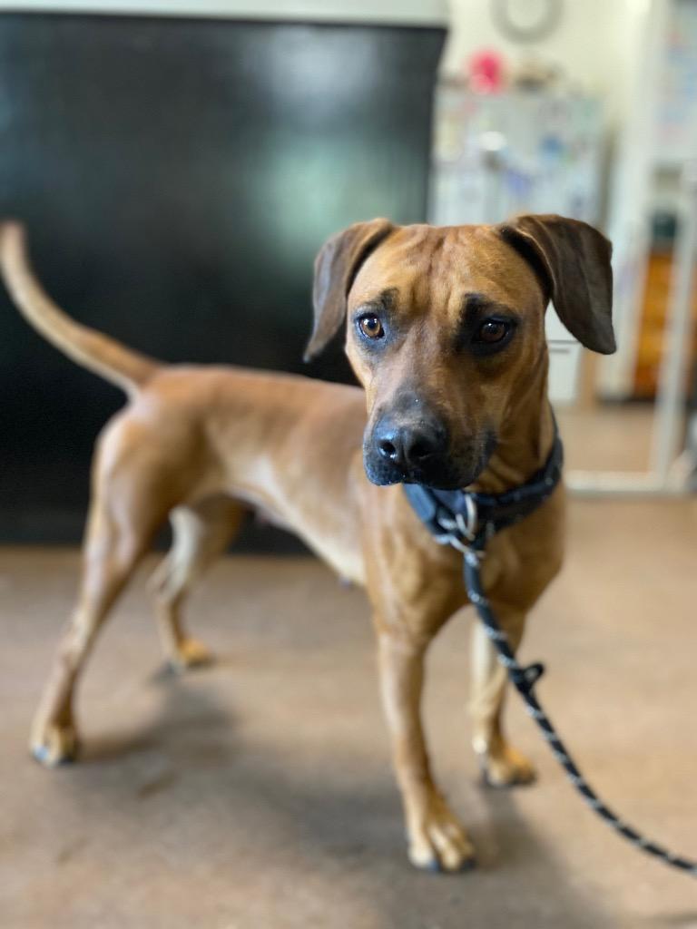 Enlarge Robin, a Adoptable mixed breed in Chico, CA image 3/3