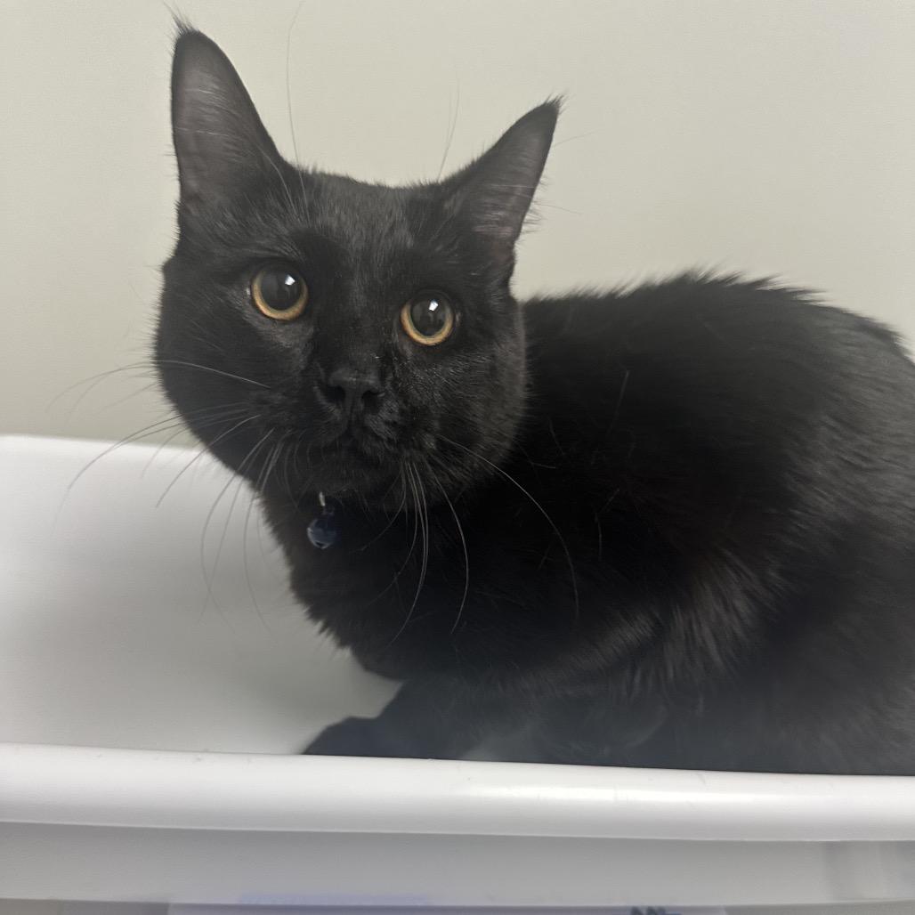 Timmy, Adoptable, Adult Male Domestic Short Hair.