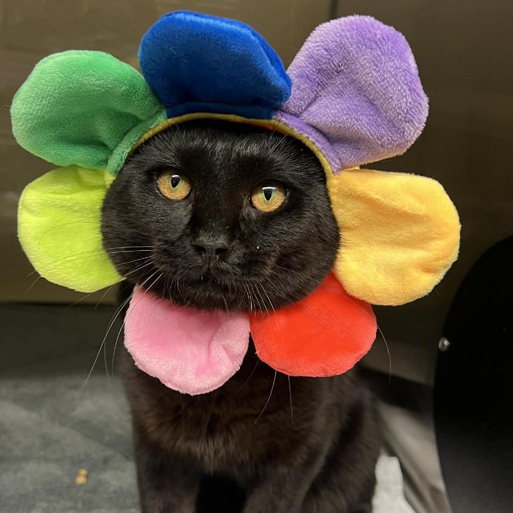 Enlarge Timmy, a Adoptable Domestic Short Hair in Concord, NC image 2/4