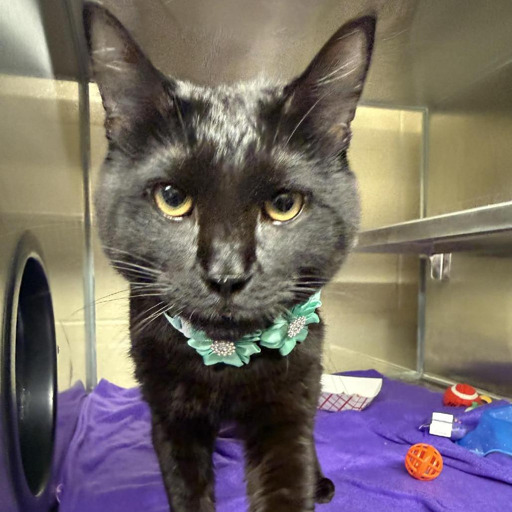 Enlarge Timmy, a Adoptable Domestic Short Hair in Concord, NC image 3/4