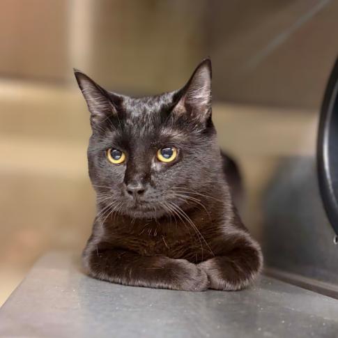 Enlarge Timmy, a Adoptable Domestic Short Hair in Concord, NC image 4/4
