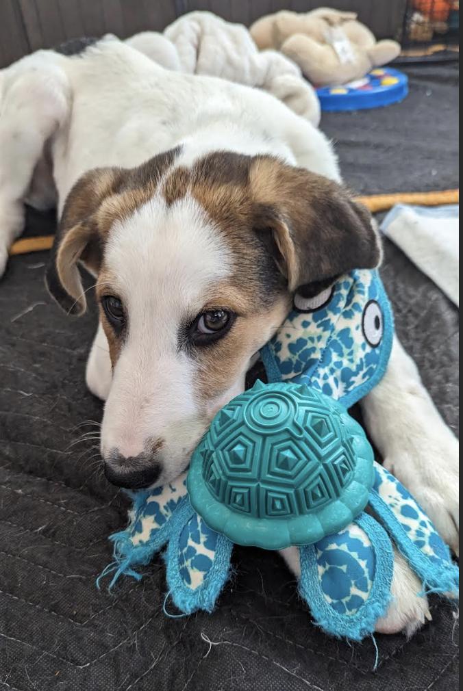 Enlarge JJ, a Adoptable mixed breed in Lakeway, TX image 5/6