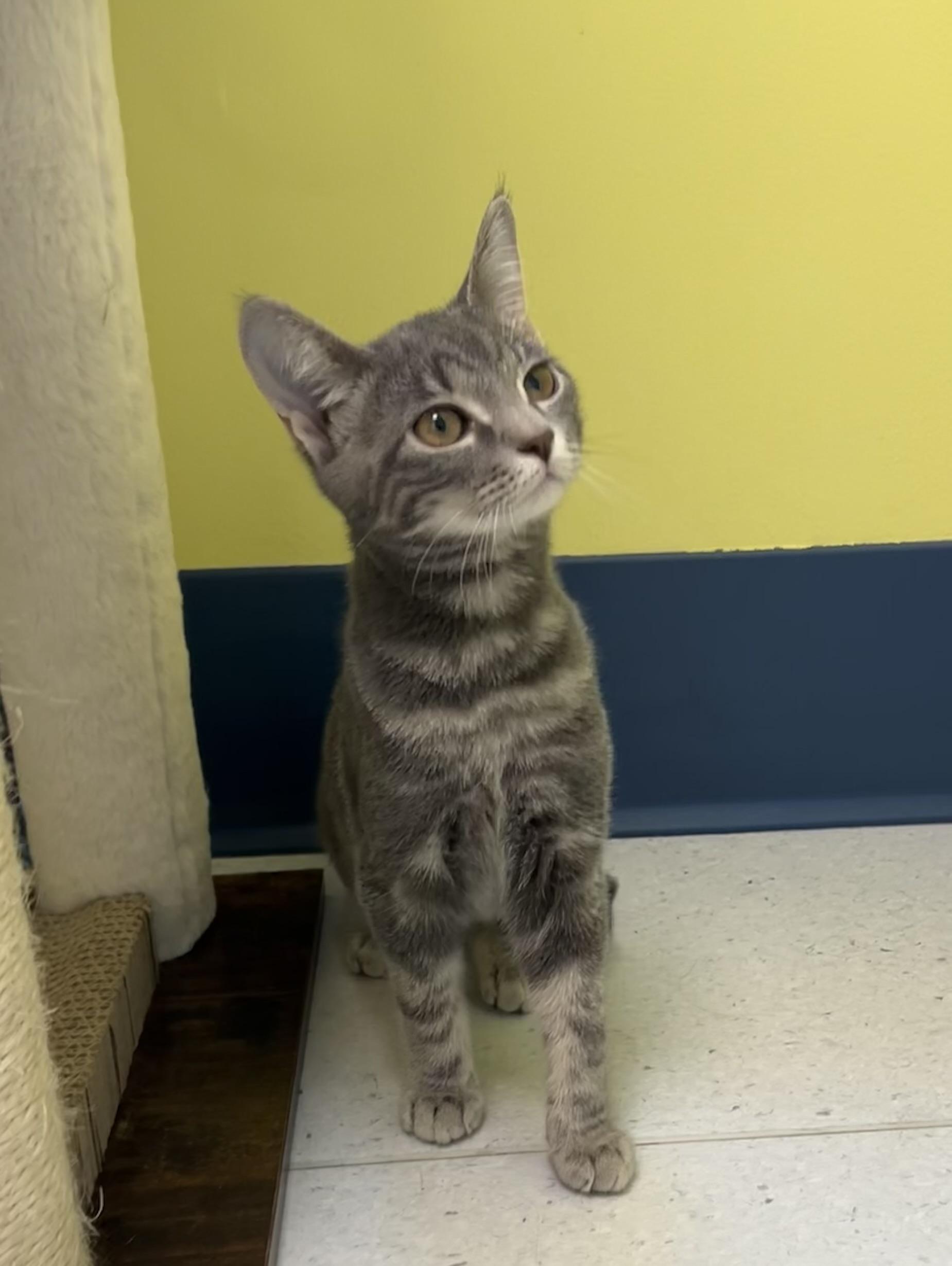 Trinket, ADOPTABLE, Kitten Female Domestic Short Hair.