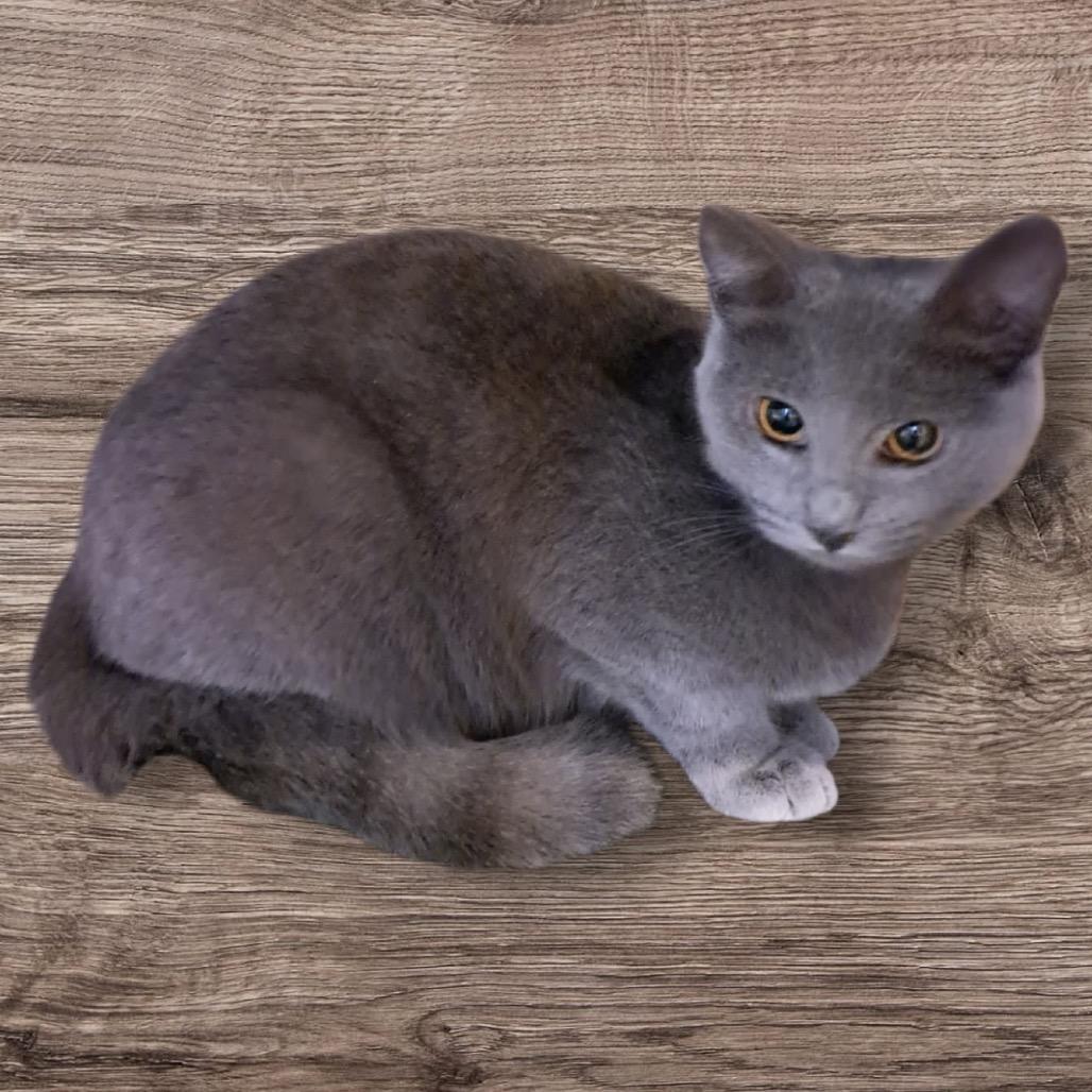 Enlarge Mysteria, a Adoptable Domestic Short Hair in Green Forest, AR image 1/1